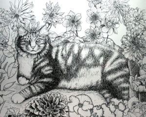 Maine Coon cat drawing category image